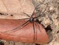 Latrodectus tredecimguttatus